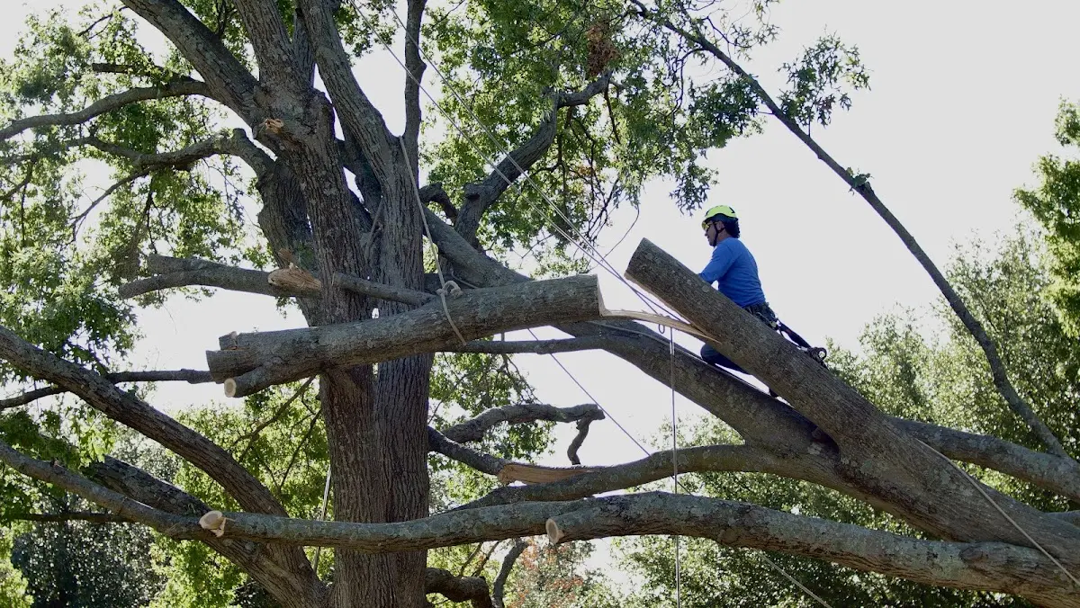 Professional Crown Thinning performed by certified arborists in Mount Olive